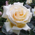Różowy  - Róża wielkokwiatowa - Hybrid Tea - Reka S.